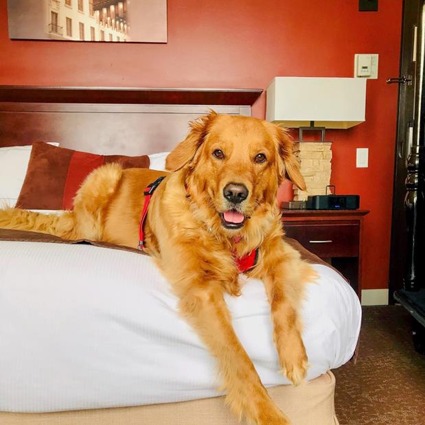 Cat-Friendly Accommodations for Travelers With Feline Friends