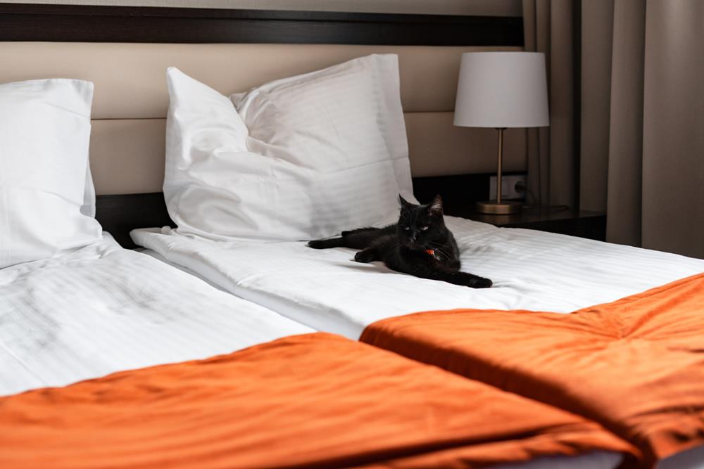 Sleek black cat with red collar lounges comfortably on a freshly made hotel bed