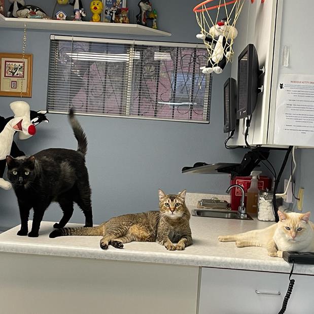 Veterinary Services Specializing in Feline Care