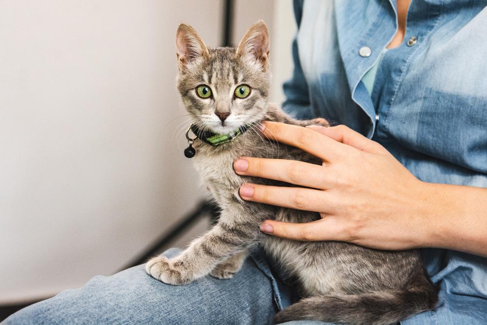 Grey kitten with green eyes sitting on a woman’s lap