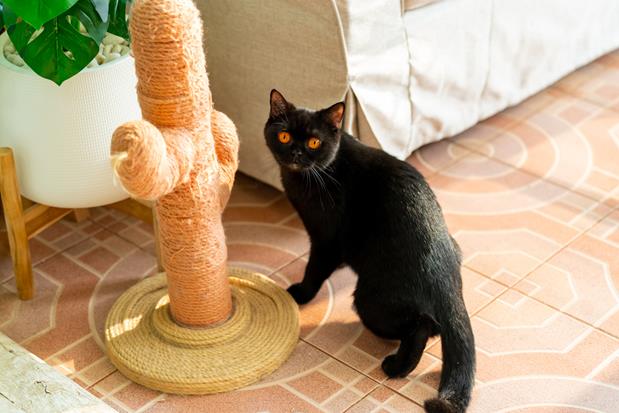 A black cat playing in the living room next to its cactus-shaped scratcher