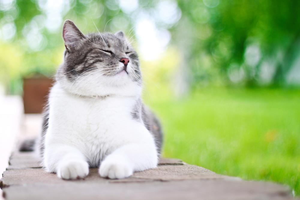 Cute cat hanging out outdoors