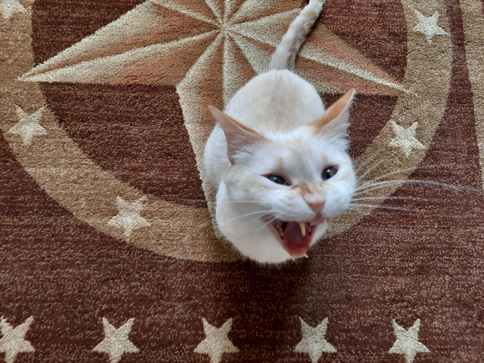 flame point siamese cat with blue eyes yawning on Texas star rug