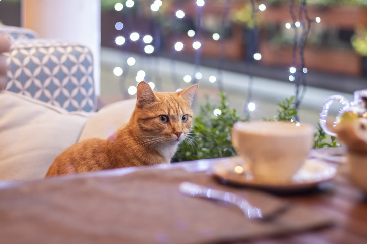 a cat sitting inside a café 