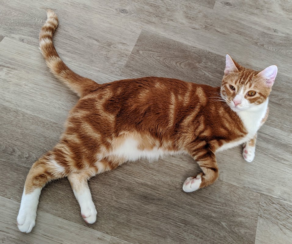Side profile of an orange tabby, displaying typical striped markings on the body, face, and tail, as well as the white feet and underbelly