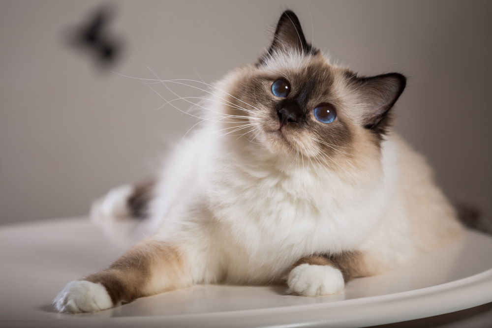 Beautiful cat on the table, gray-black, elite cat, small Depth of field