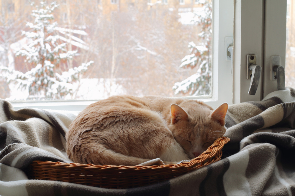 A red cat near the window in winter