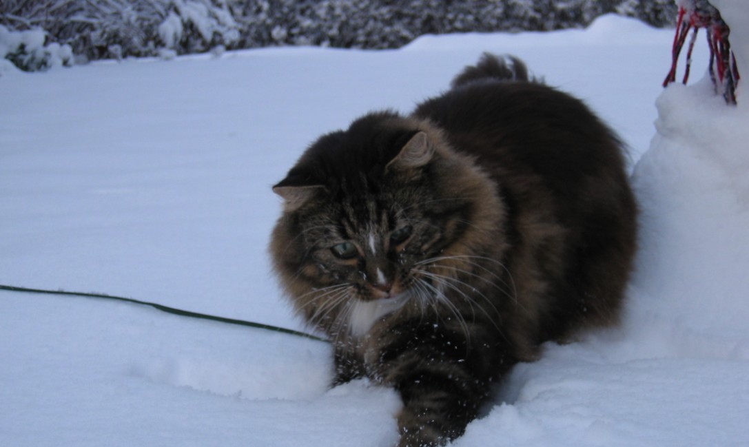 A 5-year old Norwegian Forest Cat