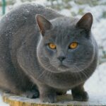 A Chartreux cat with a keen look