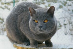 A Chartreux cat with a keen look