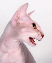 A Lilac tabby Peterbald cat