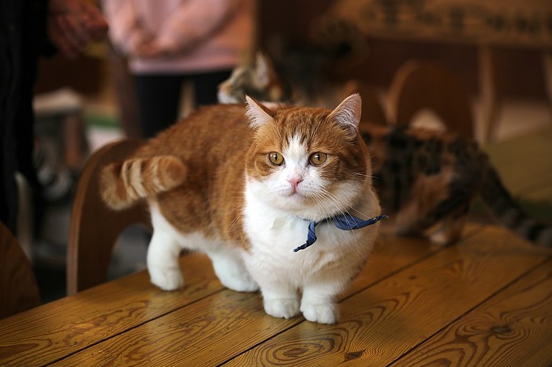 A Munchkin cat with its conspicuous short legs