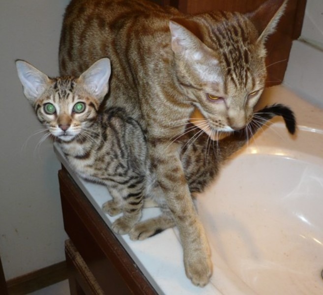 A Tawny Ocicat with its kitten