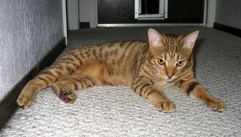 A chocolate-spotted Ocicat