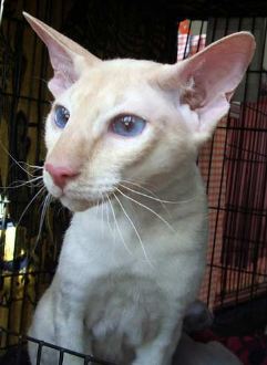 A cream-pointed Peterbald cat