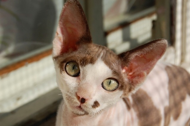 A female Devon Rex cat