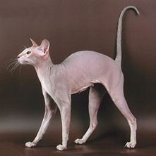 A female Lilac tabby Peterbald cat