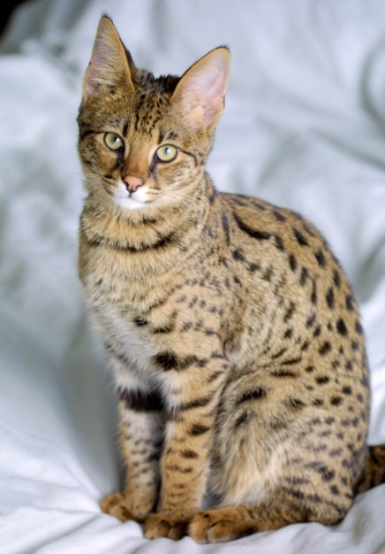 A four-month-old Savannah Cat