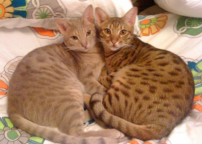 A lavender-spotted and a chocolate-spotted Ocicat