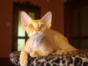 A male Devon Rex cat
