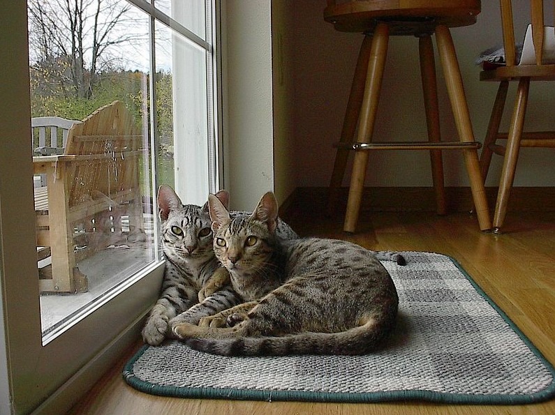 A silver and a tawny Ocicat