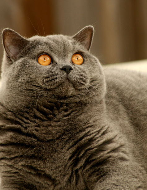 A typical British Shorthair with a rounded, thick look