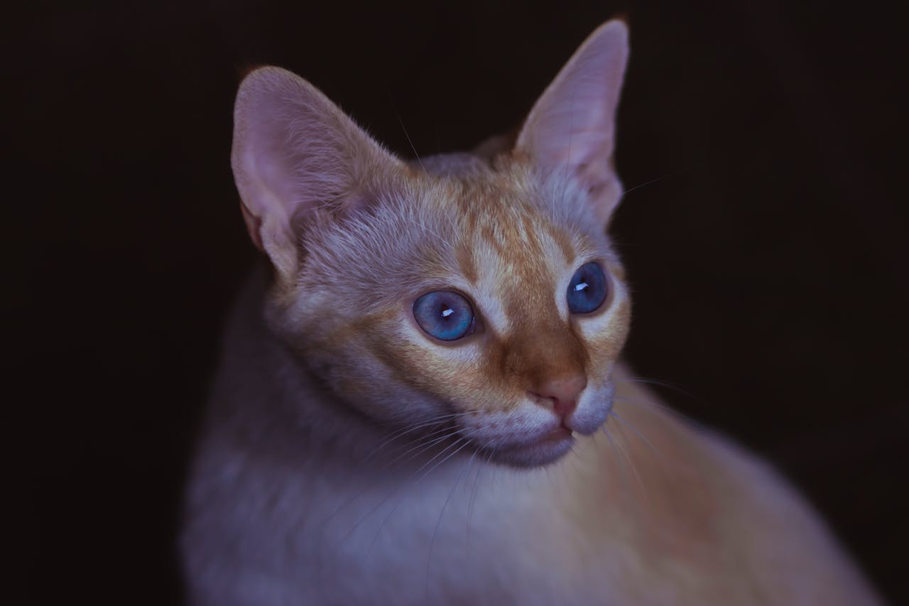 The Intelligent and Curious Abyssinian Cat