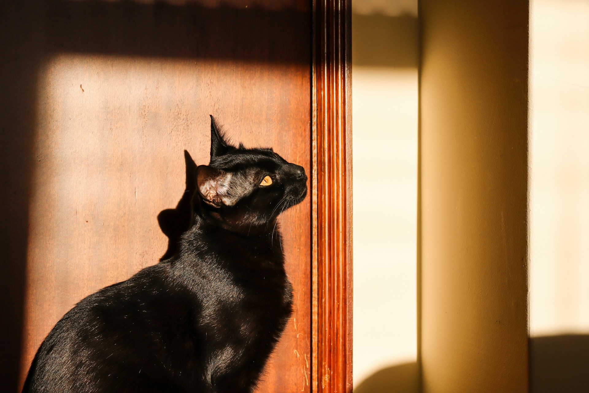 The Black and Sleek Bombay Cat