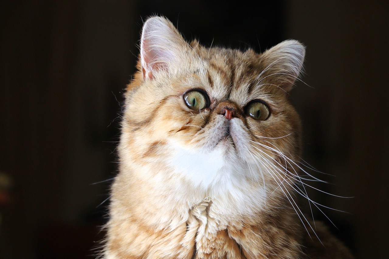 The Calm and Endearing Exotic Shorthair Cat
