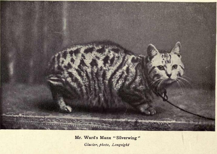The Placid and Protective and Manx Cat
