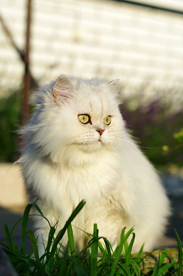 The Dignified and Noble Persian Cat