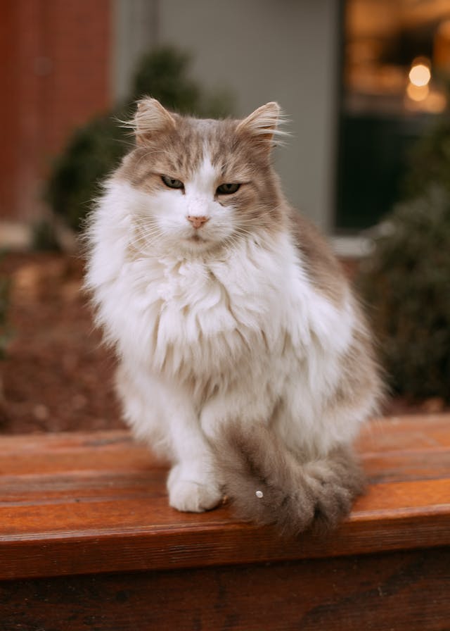 The Gorgeous and Cuddly Ragamuffin Cat
