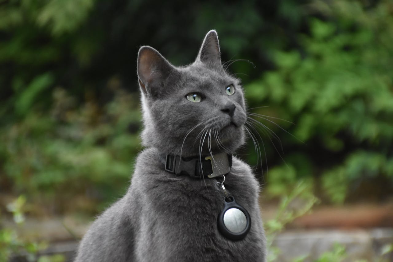 The Gentle and Warm-hearted Russian Blue Cat