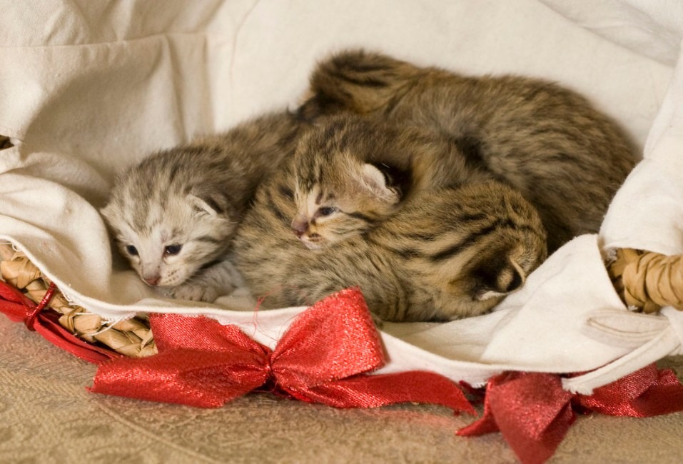 Savannah cat kittens