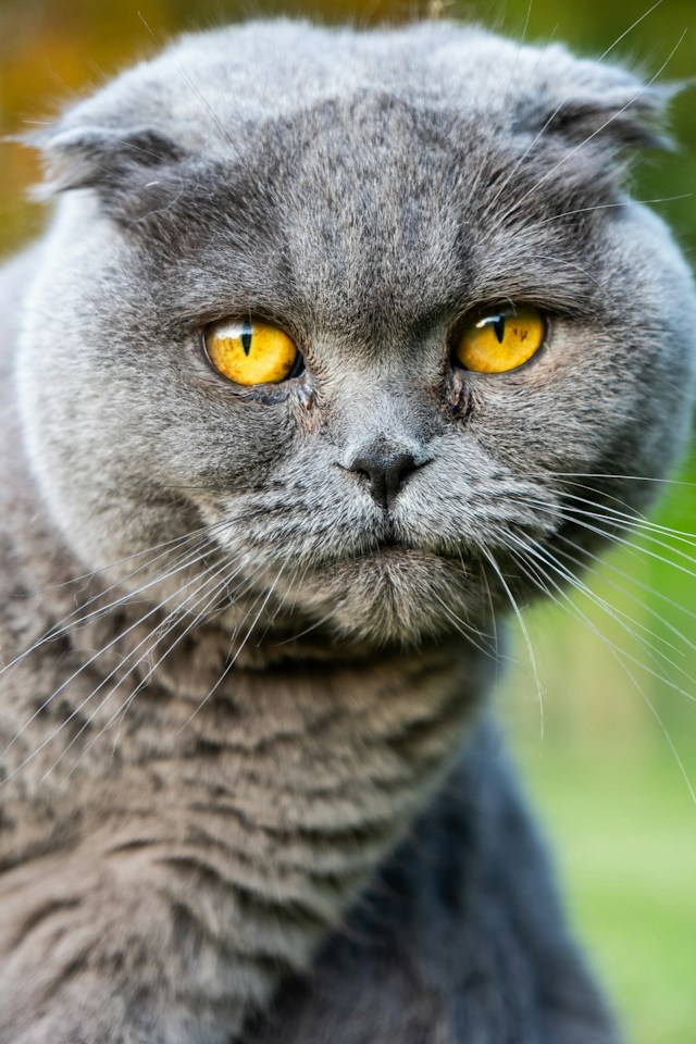 The Dedicated and Amiable Scottish Fold Cat
