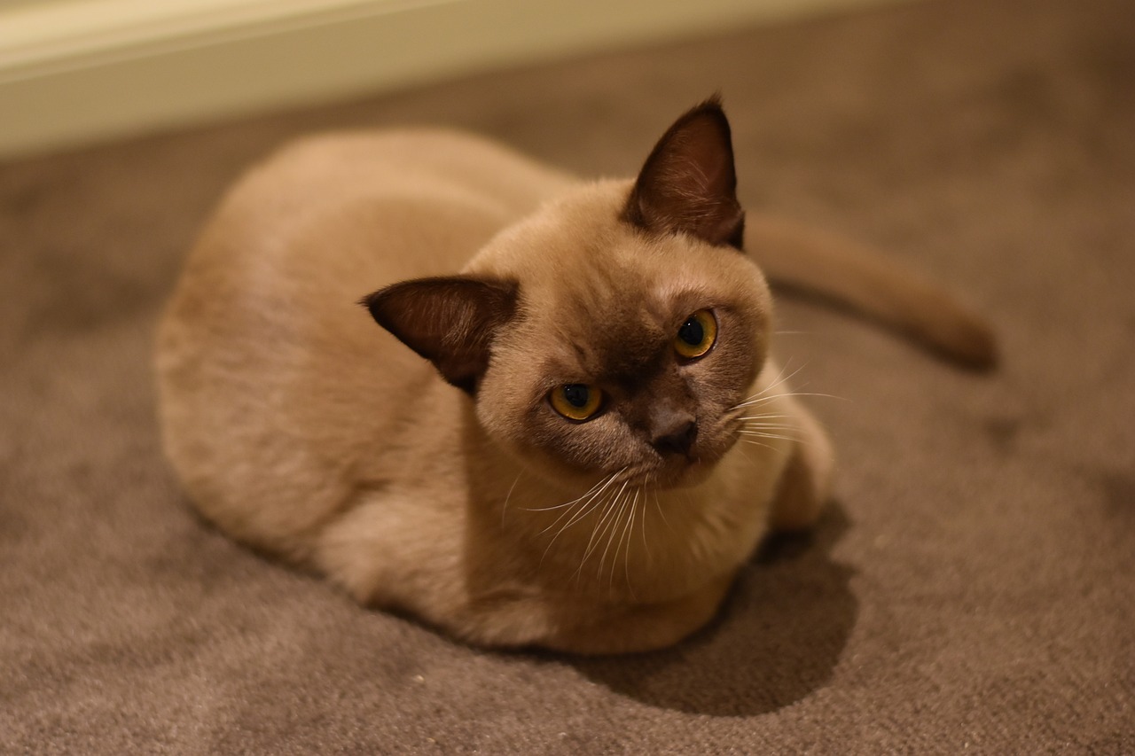 The Ever-Present and Loyal Burmese Cat