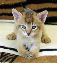 A Chausie kitten