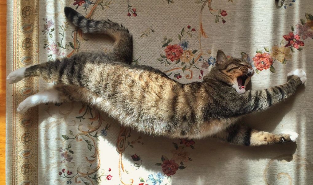 A Chinese Li-Hua cat stretching