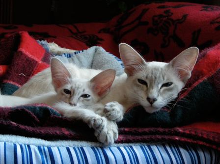 A Javanese cat adult and kitten