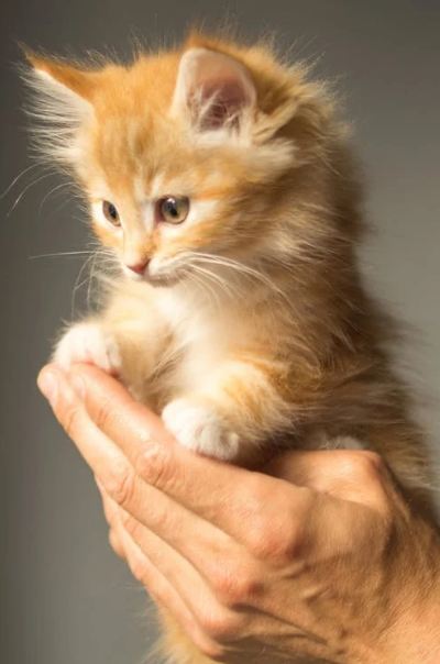 A Person Holding a Persian Kitten.