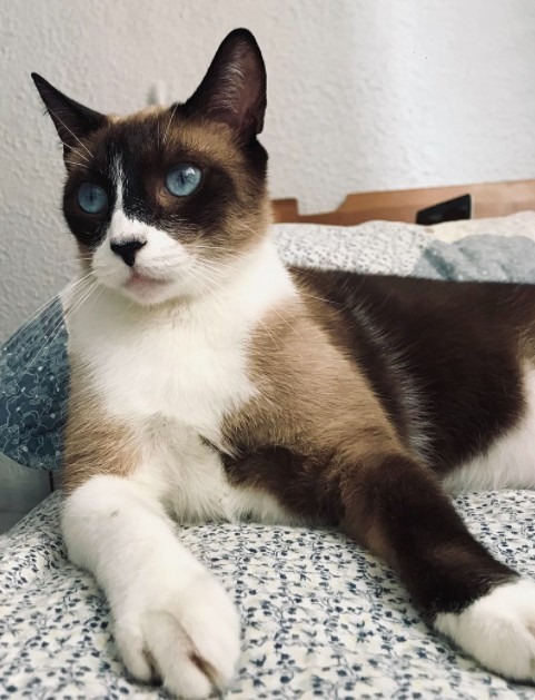 A Snowshoe cat on a couch