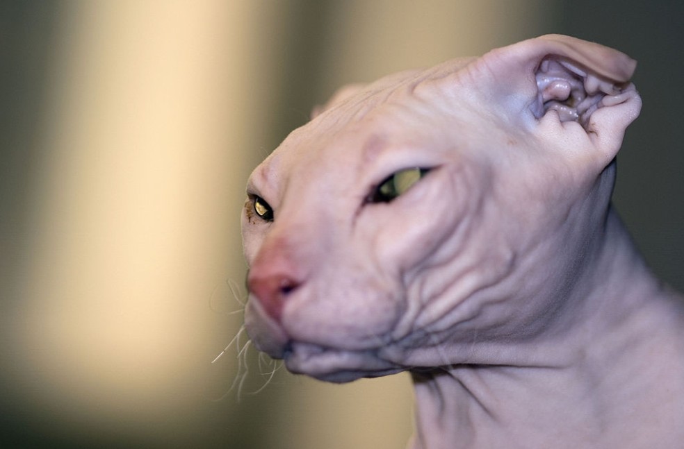 A Ukrainian Levkoy cat with the Scottish Fold’s ears