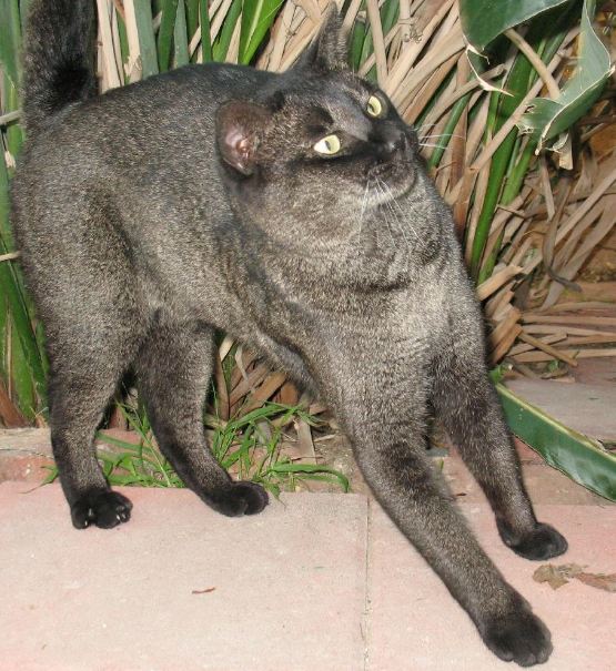 A black grizzled tabby Chausie cat.