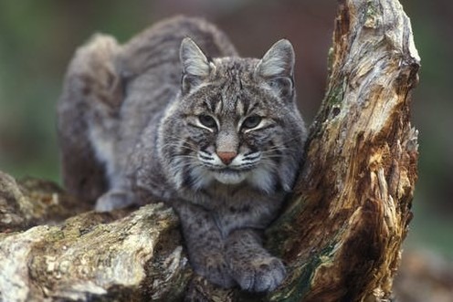 A bobcat in a tree