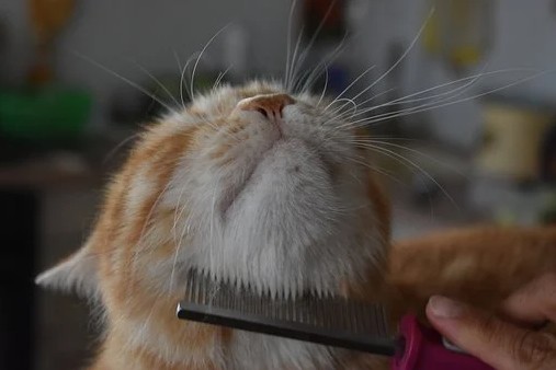 A cat getting groomed