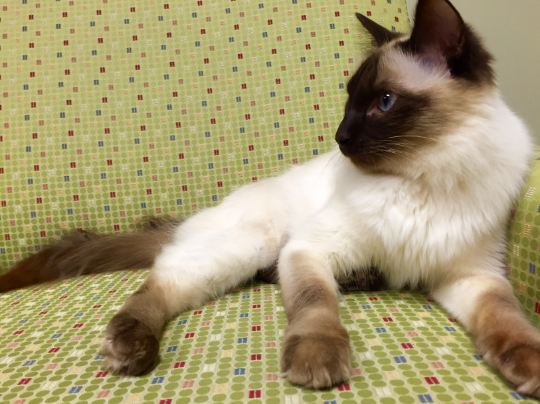 A chocolate-point Balinese cat