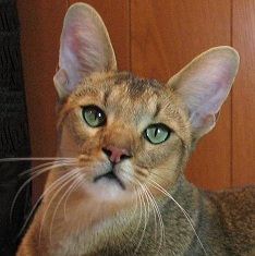 A close-up look at a Chausie cat