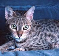 A close-up look at the California Spangled cat