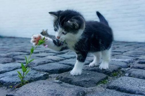 A kitten playing with a plant