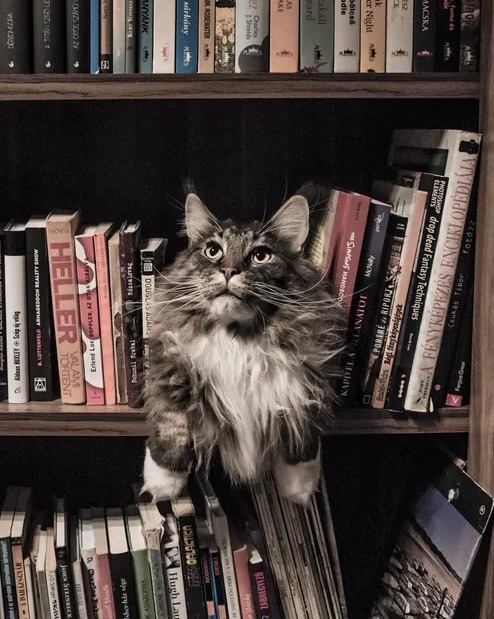 A longhaired cat in a bookshelf